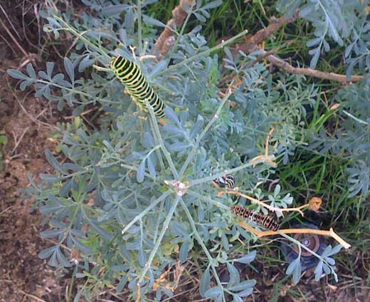 Papilio Machaon