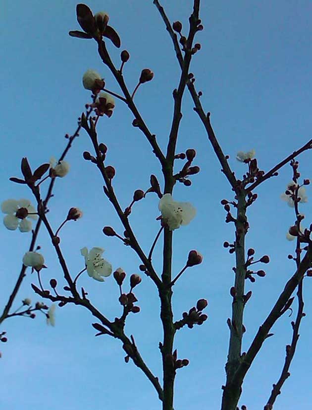 ameixeira