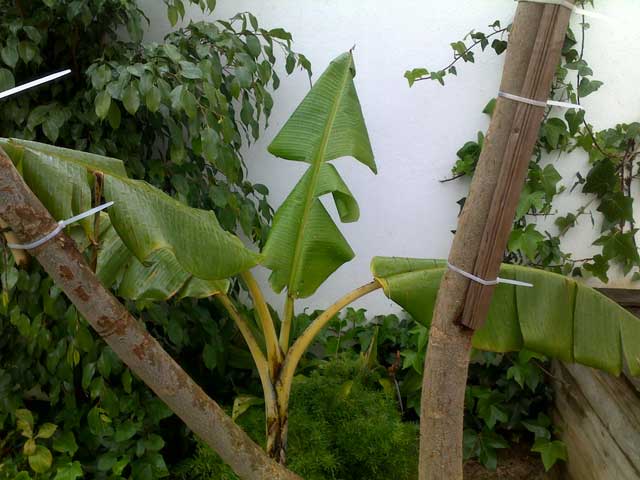 bananeira