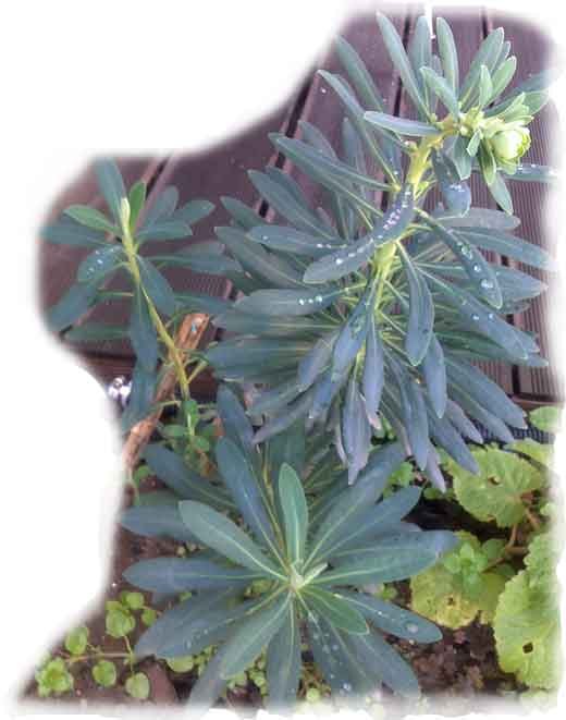 Euphorbia characias