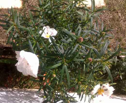 esteva