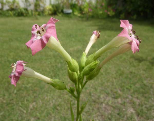 flor de tabaco