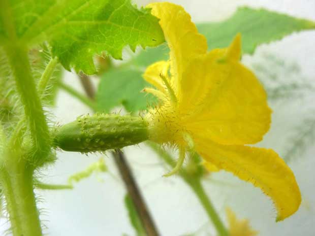 pepino a rebentar