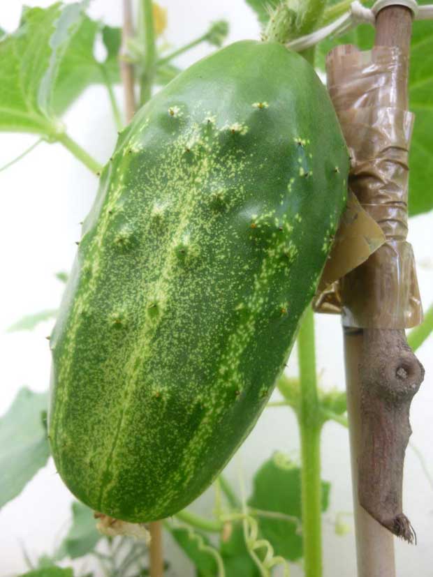 pepino