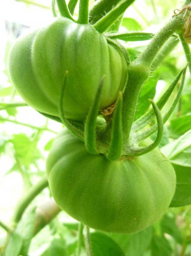 tomates