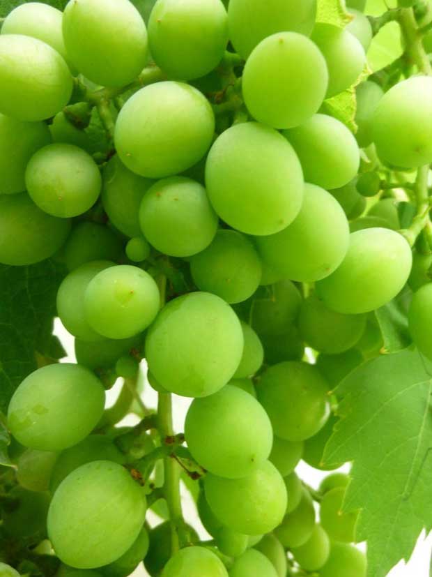 uvas