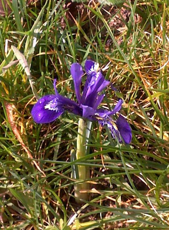 iris