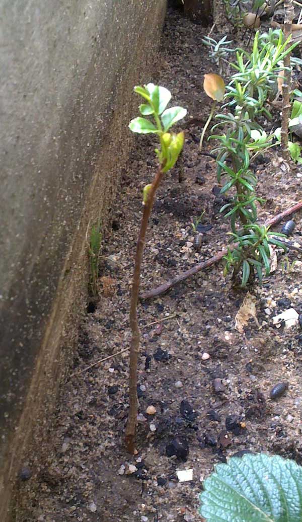 medronheiro2