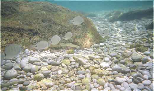 sargos 1