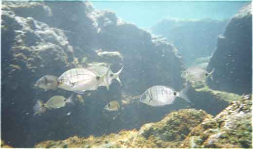 sargos 2