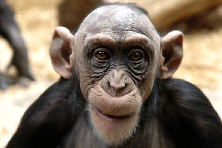 baldmonkey.gif