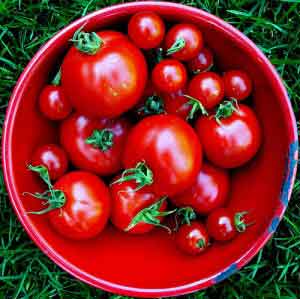 tomatobucket