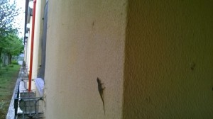 A Miquelina