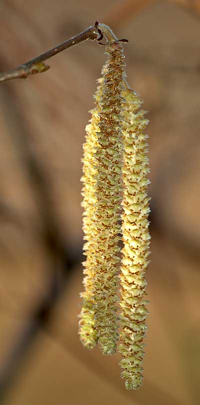 Hazel_Catkins_aka