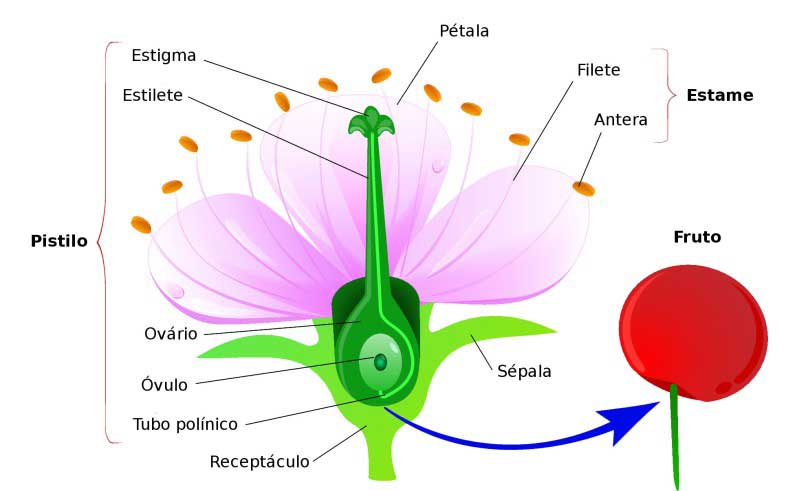 estrutura-flor