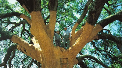 omaiorsobreirodomundo